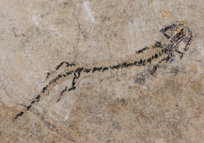 Permian Branchiosaur (Amphibian) Fossil - Germany #63605
